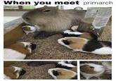 When you meet primarch