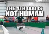 THE 4TH DOG IS NOT HUMAN 60
