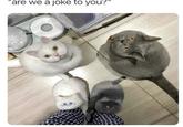 "are we a joke to you?"