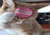 PLEASE HANDLE WITH LOVE FRAGILE THANK YOU