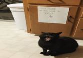 SIT HERE IF YOU LOVE TO YELL