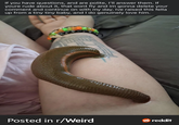 If you have questions, and are polite, I'll answer them. If youre rude about it, that wont fly and im gonna delete your comment and continue on with my day. Ive raised this fella up from a tiny tiny baby, and I do genuinely love him. Posted in r/Weird reddit