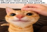 Me when I finish doing something difficult and someone says good job: @Viral Cats