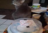 Meow 20 CAT BUTTS! Kitty G----