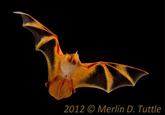 2012 Merlin D. Tuttle