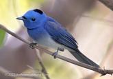 © 2023 Avifauna of Hong Kong