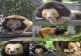 Animal World