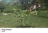 Fig trees $40