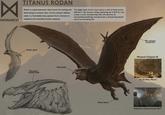☑ MONARCH TITANUS RODAN Rodan is a giant pterosaur titan known for nesting and hibernating at volcanic sites. It's bio-volcanic abilities make it a formidable titan species that is immune to explosive and incendiary human weapons. The flight bath of this titan leaves a trail of destruction behind it. His massive wings (spanning up to 874 ft.) can create a sonic thunderclap that will destroy all surrounding buildings and generate a devastating death toll of surrounding life. Death spiral Pterosaur- shaped head Sharp beak Sharp talons Bio-volcanic properties Monarch Outpost 56 Isla de Mara, Mexico Unknown volcanic location 2017