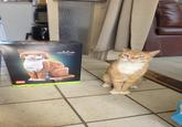 LEGO IDEAS 69 ORATIGE GAT ORANGE CAT LEGO IDEAS 073 CURRE B 18-21376 1755 pcs