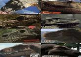 WALKING WITH DINOSAURS WHEN DINOSAURS ROAMED America CLASH OF THE DINOSAURS DINOSAUR REVOLUTION NETFLLY LIFE ON OUR PLANET PREHISTORIC WALKING WITH PLANET DINOSAURS,