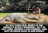 SWIPE AT 124 YEARS OLD, HENRY IS THE WORLD'S OLDEST CROCODILE. HE'S 16 FEET LONG, WEIGHS 1,540 POUNDS, AND HAS FATHERED OVER 10,000 BABIES