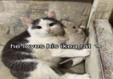 he loves his ikea rat
