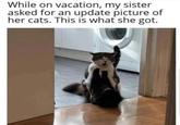 While on vacation, my sister asked for an update picture of her cats. This is what she got.