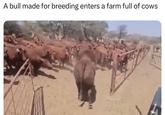 A bull made for breeding enters a farm full of cows 145