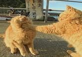 あいさつ通り