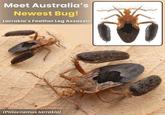 Meet Australia's Newest Bug! Larrakia's Feather Leg Assassin (Ptilocnemus larrakia)