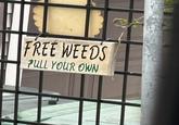 FREE WEEDS PULL YOUR OWN