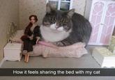 How it feels sharing the bed with my cat