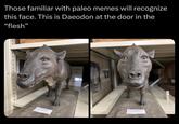 Those familiar with paleo memes will recognize this face. This is Daeodon at the door in the “flesh” Do Noe SQULY