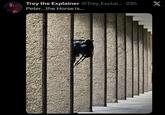 Trey the Explainer @Trey_Explai....23h Peter...the Horse is... X