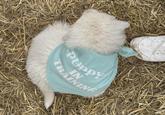 PUPPY TRAINING