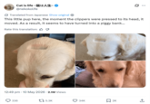 Cat is life ~猫は人生~ @nekokolife Translated from Japanese Show original ✪ This little pup here, the moment the clippers were pressed to its head, it moved. As a result, it seems to have turned into a piggy bank... Rate this translation: 12:49 pm • 10 May 2026 2.1M Views 336 175.3K 34K ☐ 2K
