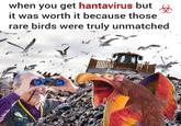 when you get hantavirus but it was worth it because those rare birds were truly unmatched