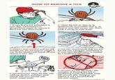 HOW TO REMOVE A TICK ACTION 1: IF you find a tick embedded in your skin, use tweezers or gloves/tissue paper to remove it; don't use your bare hands. 2: GRAB the tick as close to its head/mouth as possible-that is, as close to your skin as you can. Don't yank it out by its main body. 3: GENTLY AND SLOWLY pull the tick straight out. Do not twist or wiggle it out, as the head could break off and remain in your skin. 4: THE CDC recommends that you put the tick into a bag/jar and freeze it, in case later identification is needed by a medical professional. 5: THOROUGHLY clean the bite with rubbing alcohol, and then wash (along with your hands) with warm, soapy water. 6: DO NOT try the old wives' tale remedies of burning the tick or smothering it with nail polish while still on your skin. Doing so can release a tick's harmful fluids into your system. Arif Manline and Ted Slampyak. All Rights Reserved.