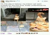 Willa Köerner @willak ✡ Follow On this day in history: my indoor cat went outside for the first time, finally understood his place in the universe RETWEETS 4,139 LIKES 7,540