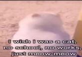 597 i wish i was a cat, no school, no works, just meow meow