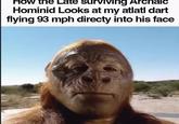 How the Late surviving Archaic Hominid Looks at my atlatl dart flying 93 mph directy into his face