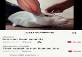 climber 3,137 comments EL bro can hear sounds 2025-12-16 Reply Abraham Lincoln That rabbit is not human bro 2025-12-17 Reply View 280 replies 35.4K 18.9K