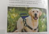 mises a dent practice where surgical procedures are carried out is not a suitable environment for eating or drinking. •No dogs allowed except dogs. No smoking within the building or grounds (this includes any