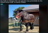 Say hello to Sebago! The vet said she may potentially be the largest living mule. 19 hands 2100lbs. Mule