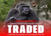 ZOO NEW ENGLAND Franklin Park Zoo • Stone Zoo BREAKING NEWS FRANKIE THE WESTERN LOWLAND GORILLA TRADED TO BOSTON IN EXCHANGE FOR SILVERBACK LITTLE JOE