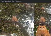 Temporada de mango