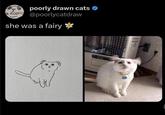 poorly drawn cats @poorlycatdraw she was a fairy