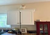 GINGER SORRY ABOUT THE MESS BUT WE LIVE HERE drder ARE LOST