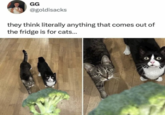 GG @goldisacks they think literally anything that comes out of the fridge is for cats...