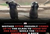 D BRUH GRAM MOTHER OTTER PROUDLY COMES UP TO THE GLASS TO SHOW OFF HER BABY, WHILE THE FATHER SHOWS OFF A ROCK