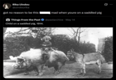 Rika Uindou @uindourika 0 got no reason to be this mad when youre on a saddled pig Things From the Past ✪ @pastarchive · May 14 Child on a saddled pig, 1914. 37123