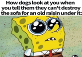 How dogs look at you when you tell them they can't destroy the sofa for an old raisin under it: