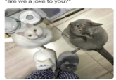 'are we a joke to you?"