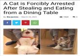 A Cat is Forcibly Arrested After Stealing and Eating from a Dining Table By Ria Jacinto March 23, 2021 1920 f P