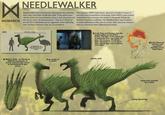 ☑ MONARCH NEEDLEWALKER Needlewalkers are a dinosaurian superspecies that obtained their name from their needle-like quills. These quills haven vibrate which serve as echolation tools in dark places but can also act as a form of communication. They live in flocks of around 10-15 individuals and are aggressive when defending their territory. However, they are not predatory. The company, APEX Cybernetics, aqcuired a handful of assets to test their neurotransmitters technology. While APEX's goals preach coexistence with monsters, the facility in Pensacola, Fl kept the animals in barbaric conditions. The Needlewalkers were confined to small confinement cells, two to a room. Shaw and crew released them as a diversion when infiltrating the facility. SIZE 3.66 meters (12 feet) (Below) Quills can vibrate at different frequencies to convey emotion, also serves as echolocation in dark places A needlewalker can reach speeds reach up to 45 mph, as fast as an ostrich Beak similar to a vulture (Left) Shaw and Kentaro free the needlewalkers in the APEX facility. The tight confinement was to maximize their aggression. In turn, the company would test their neurological tech to see if their natural aggression could be overridden. (Left) Observed territory and population densities across Skull Island Needle quills Swipe from serrated tail is lethal Strong bipedal legs
