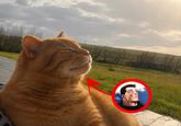 A cat that looks like a specific panel of Billy Butcher from The Boys.