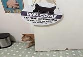 TO WIP WELCOME TO THE BATHROOM A CAT WILL BE WITH YOU SHORTLY