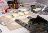 狗 AYONG ADMAIFEN 家用麦粉 DRY YEAST ngel 6 【小红书 rednote ID: aycute99