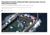 Humpback whale released after spectacular rescue effort found dead The whale had repeatedly becoming stranded off Germany's Baltic Sea coast. By GEIR MOULSON Associated Press and STEFANIE DAZIO Associated Press May 16, 2026, 11:33 AM X 2 Headlines from ABC News Live Catch up on the developing stories making headlines. 1:43